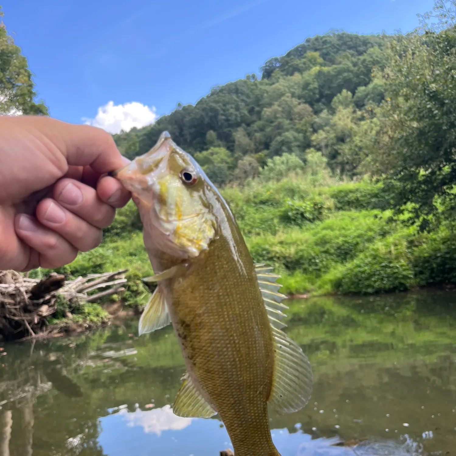 Smallmouth bass caught on Fishbrain