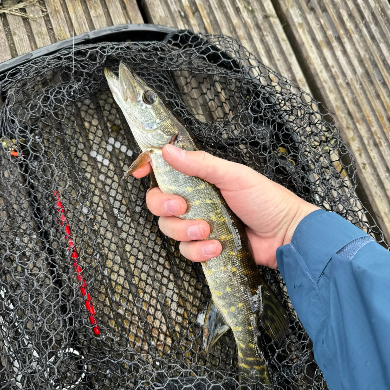 Northern pike caught on Fishbrain