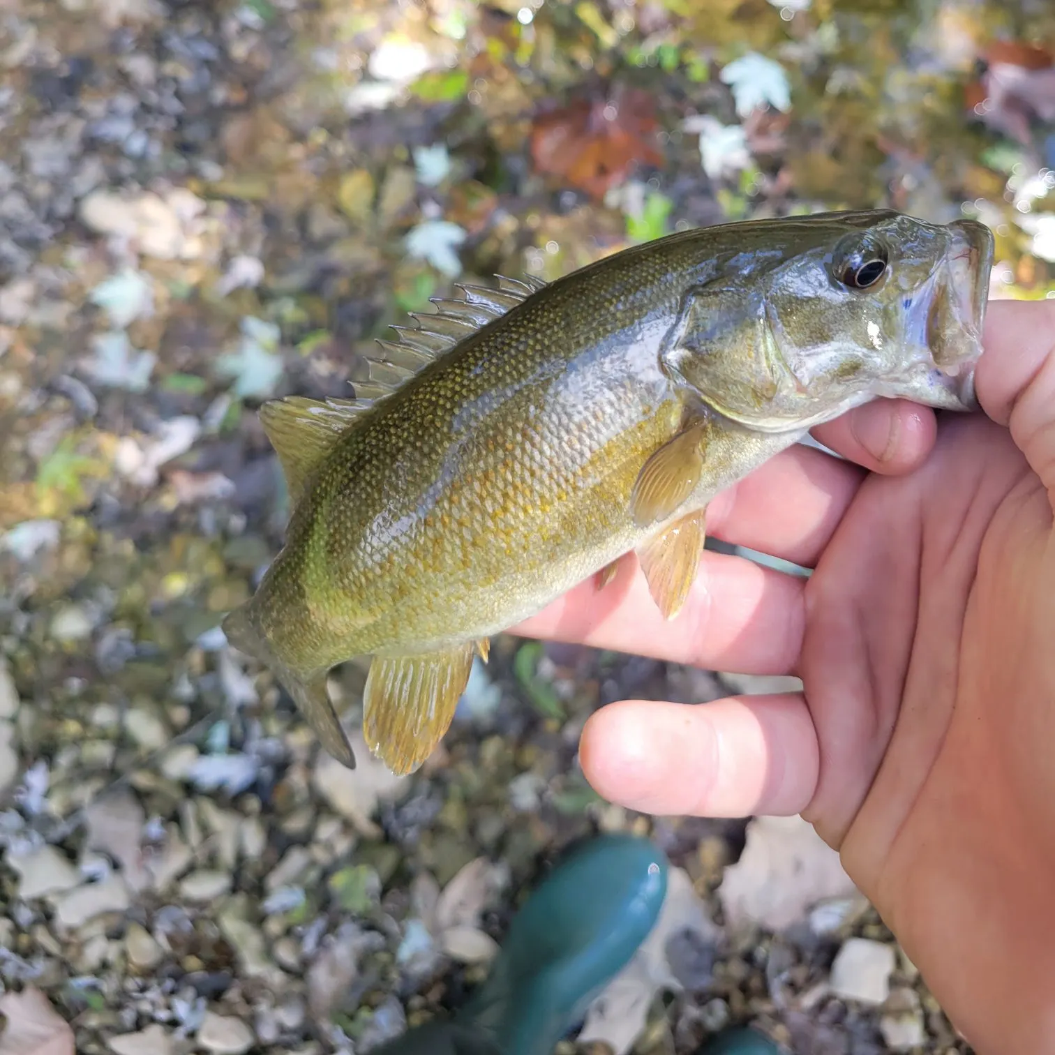 Smallmouth bass caught on Fishbrain