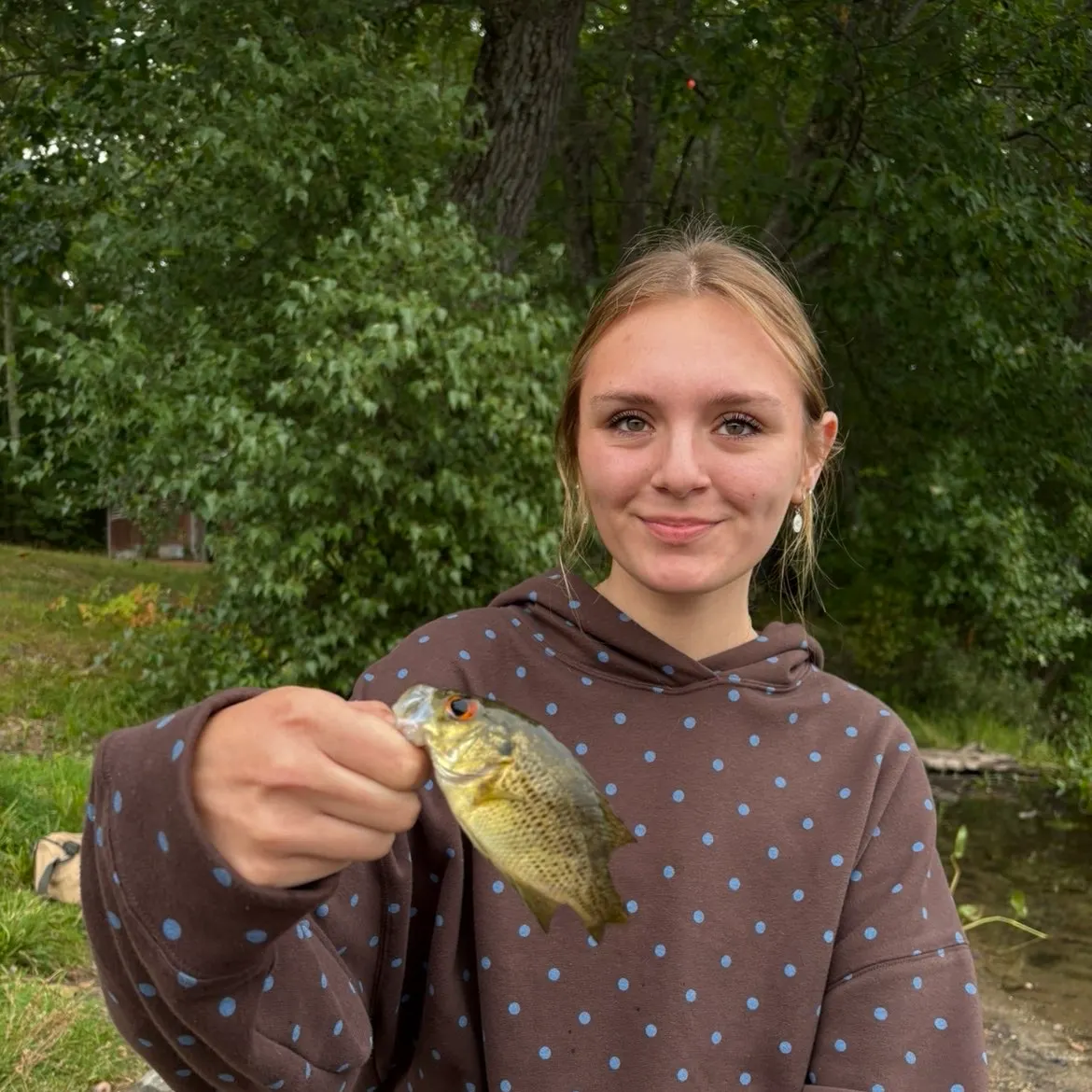 Rock bass caught on Fishbrain