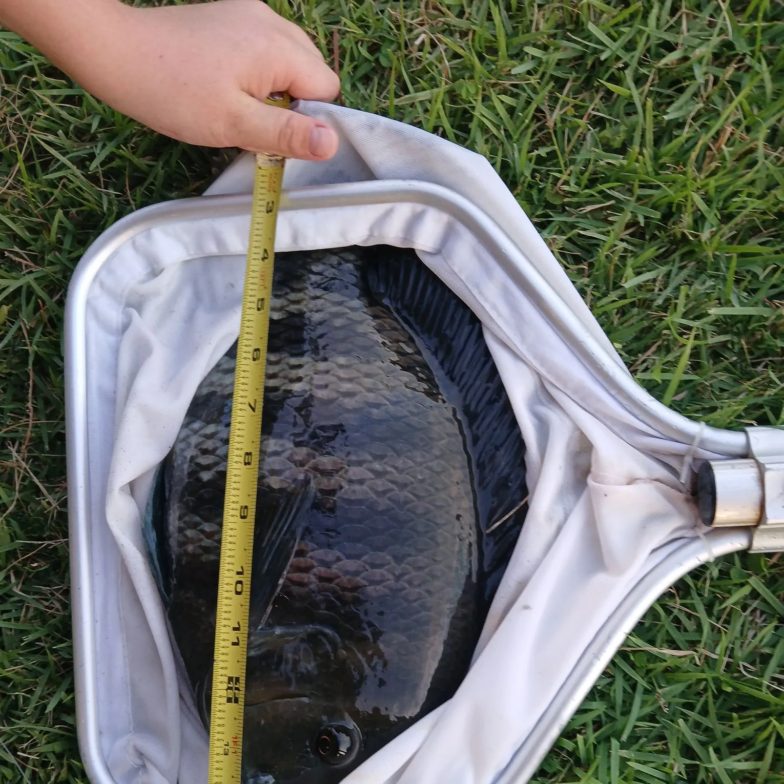 Zebra tilapia caught on Fishbrain
