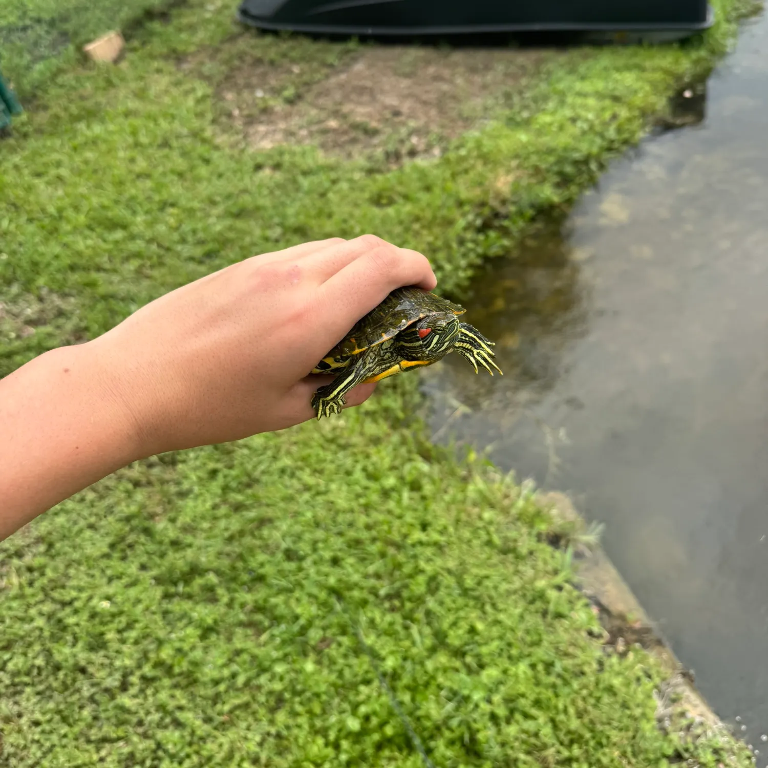 Pond slider turtle caught on Fishbrain