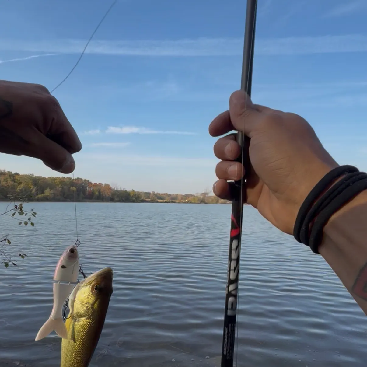 Largemouth bass caught on Fishbrain