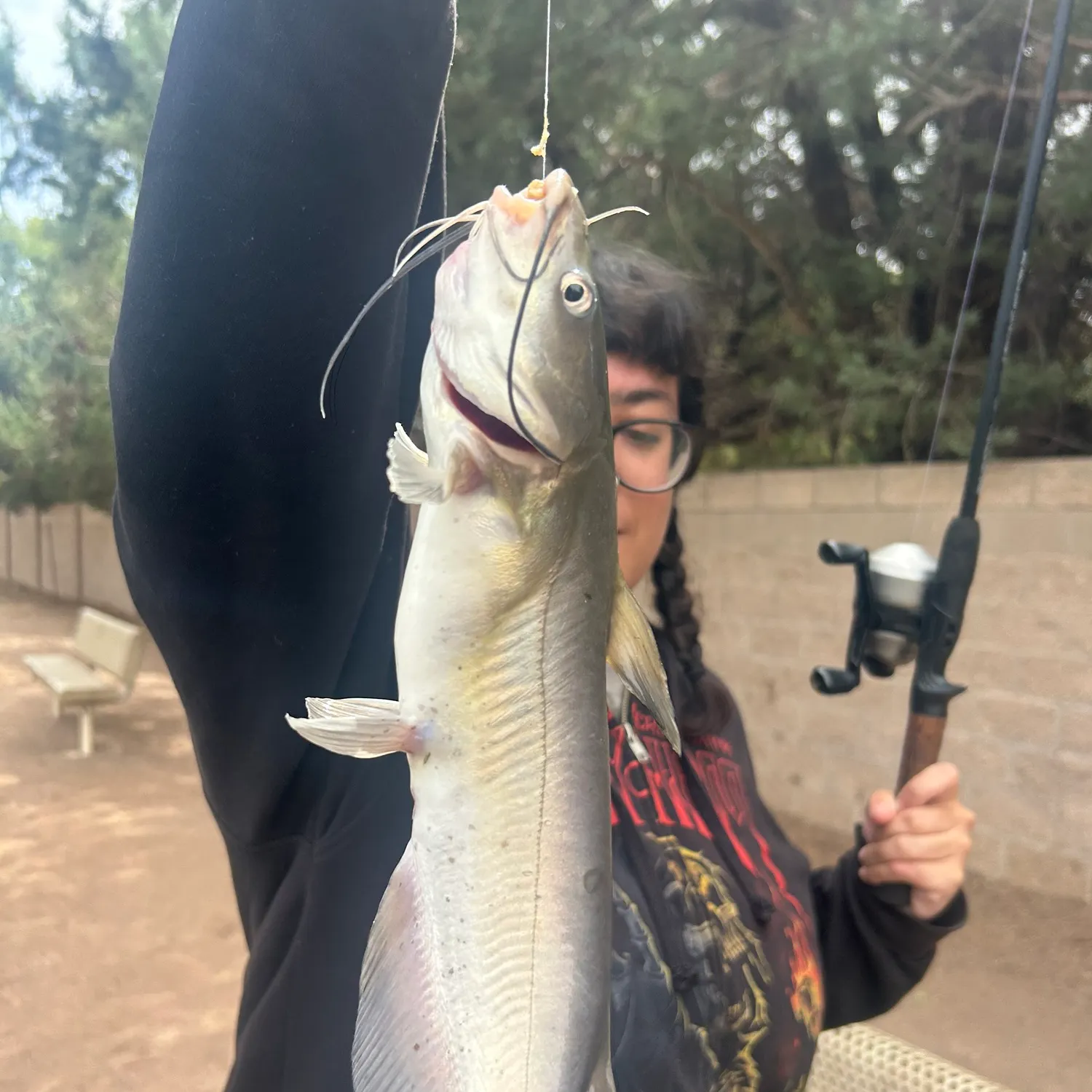 Channel catfish caught on Fishbrain