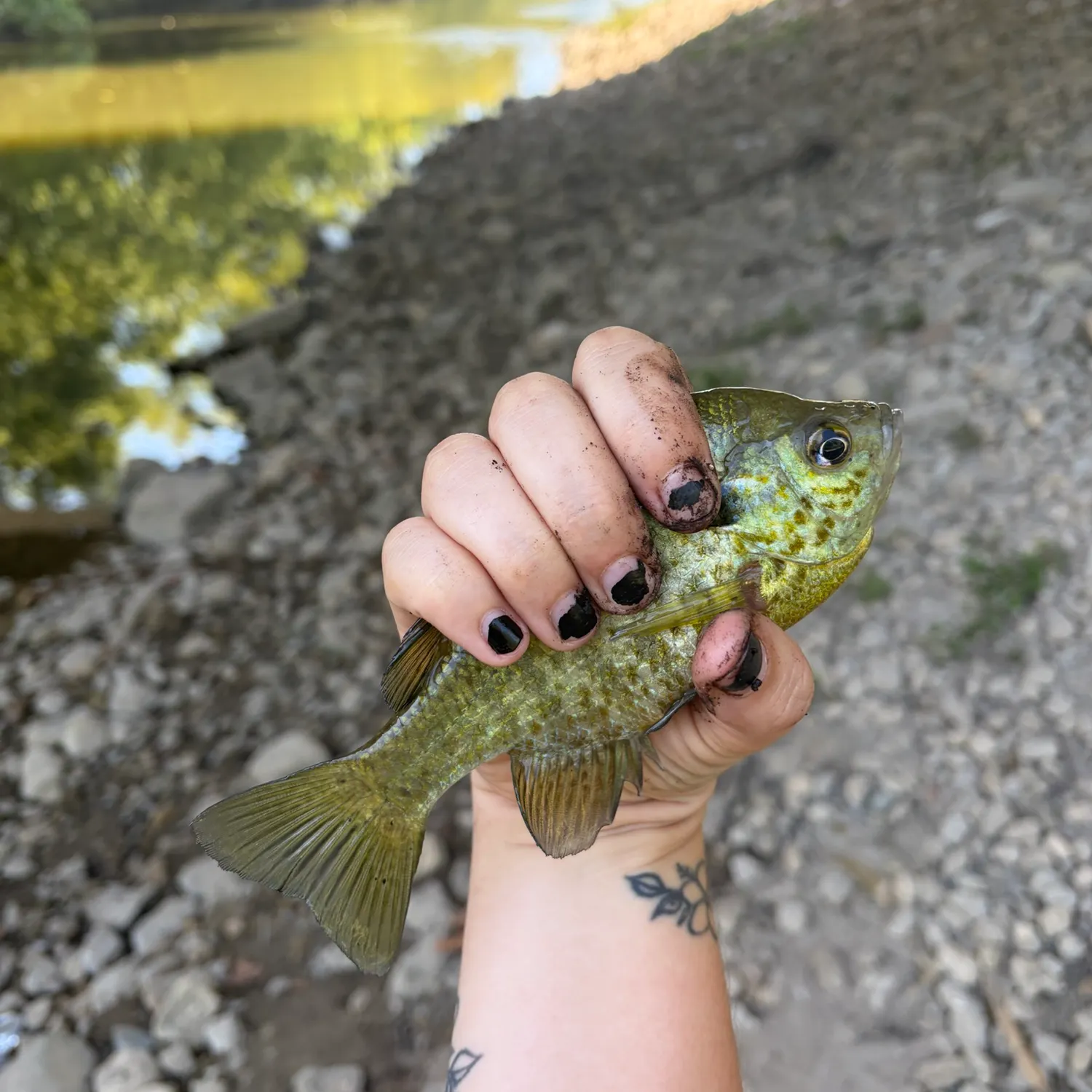 Bluegill caught on Fishbrain