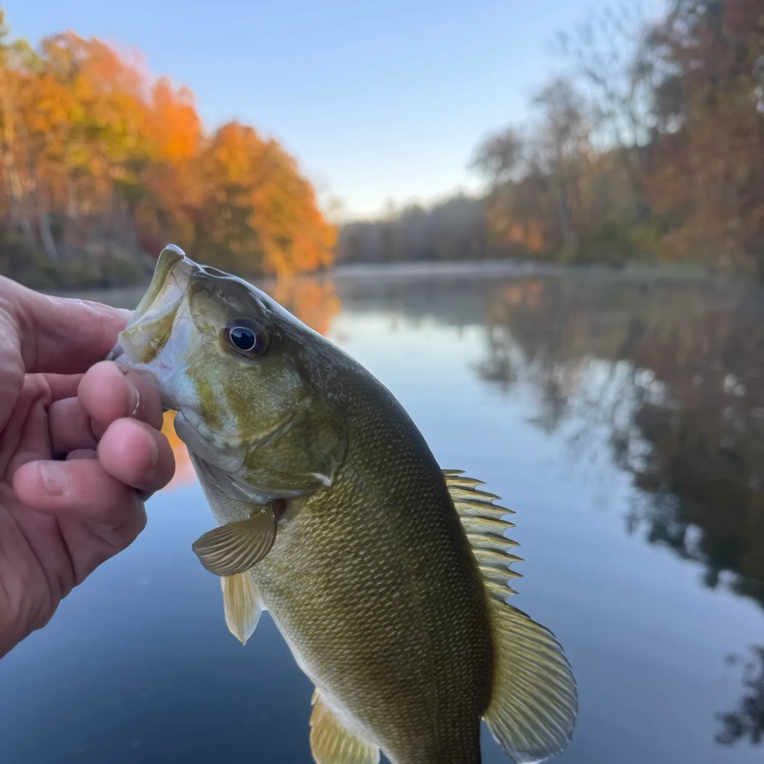 Smallmouth bass caught on Fishbrain