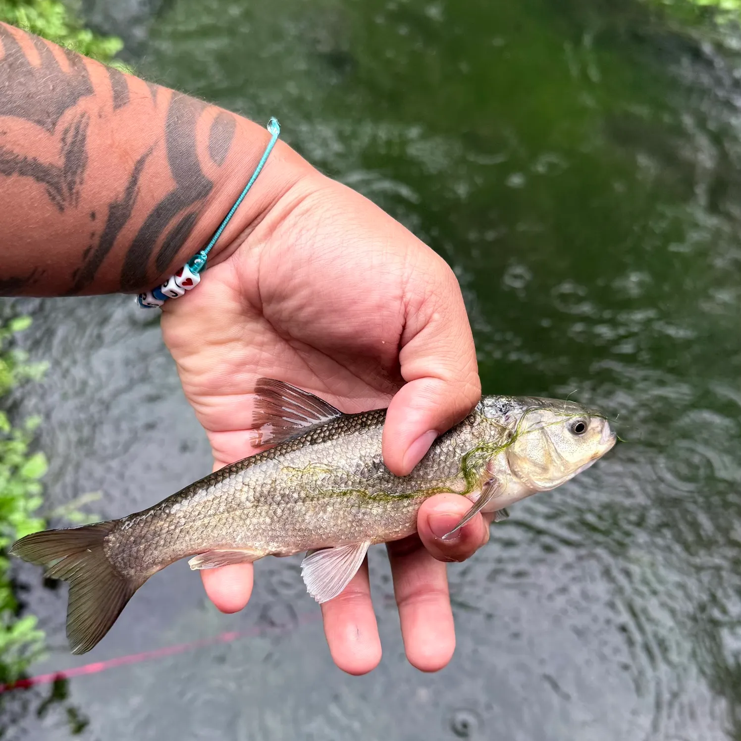 Utah chub caught on Fishbrain