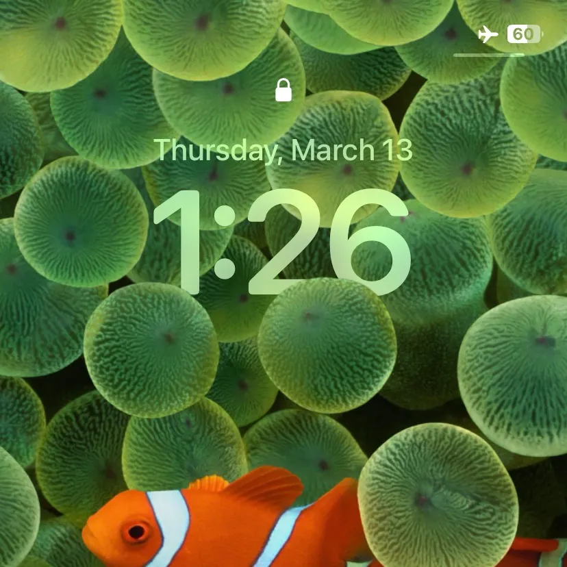 The most recent Clown anemonefish catches on Fishbrain