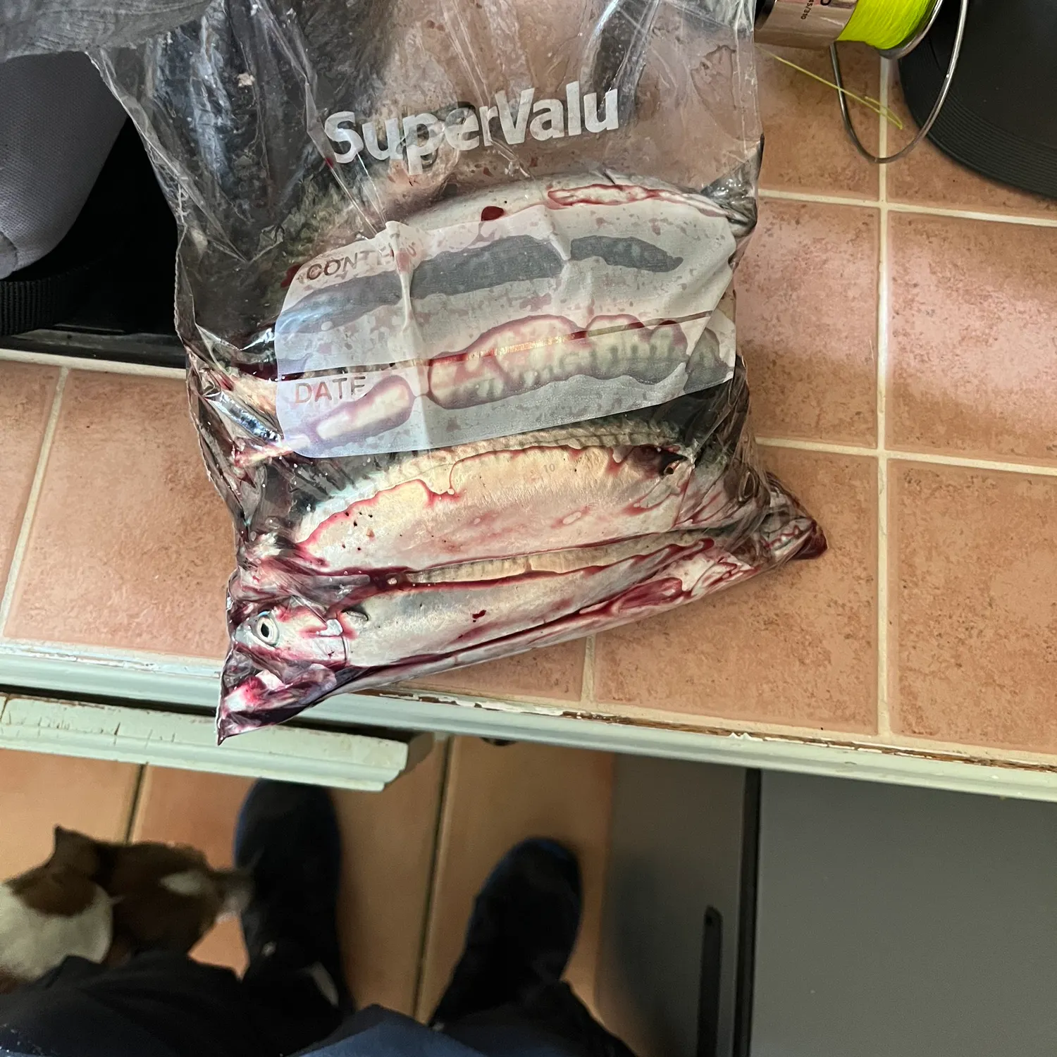 Atlantic mackerel caught on Fishbrain