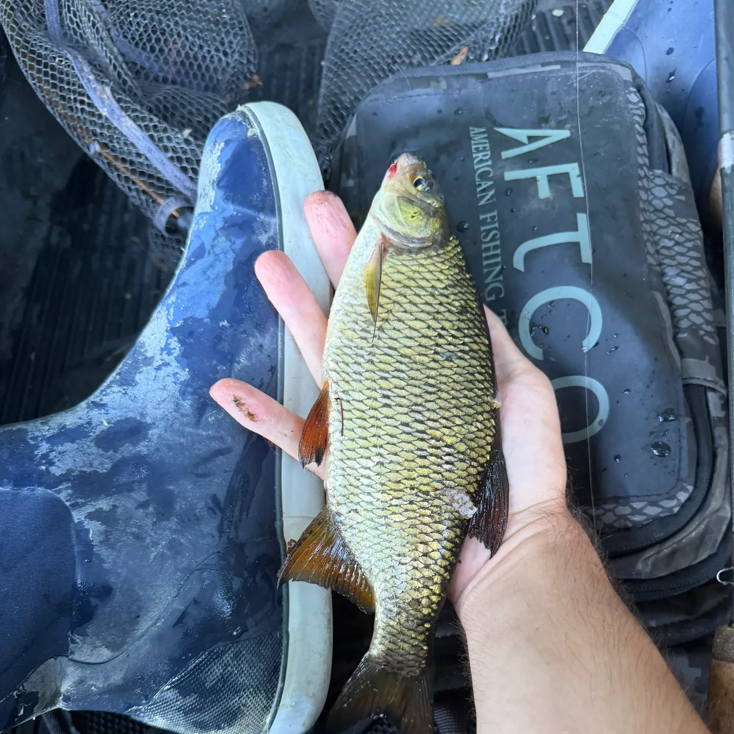 Golden shiner caught on Fishbrain