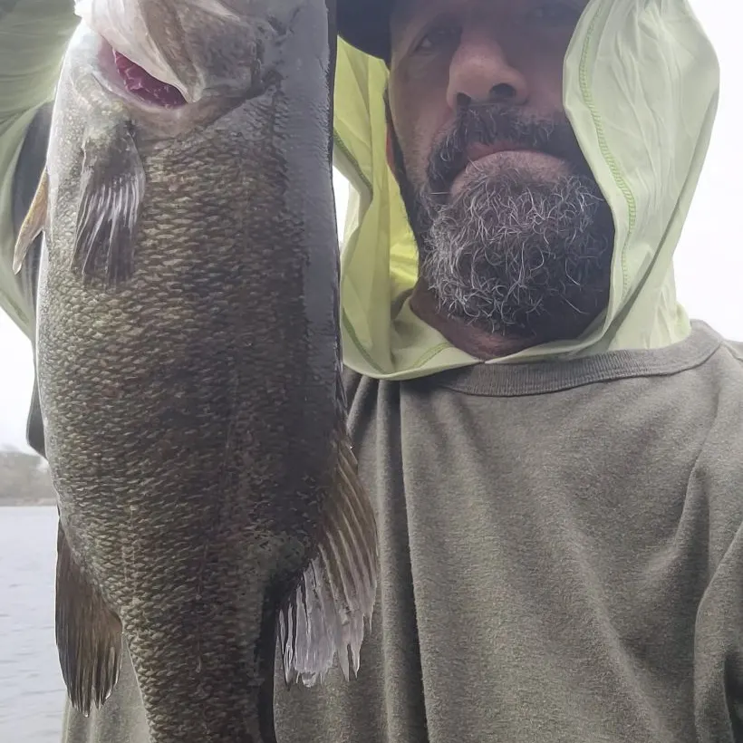 Smallmouth bass caught on Fishbrain