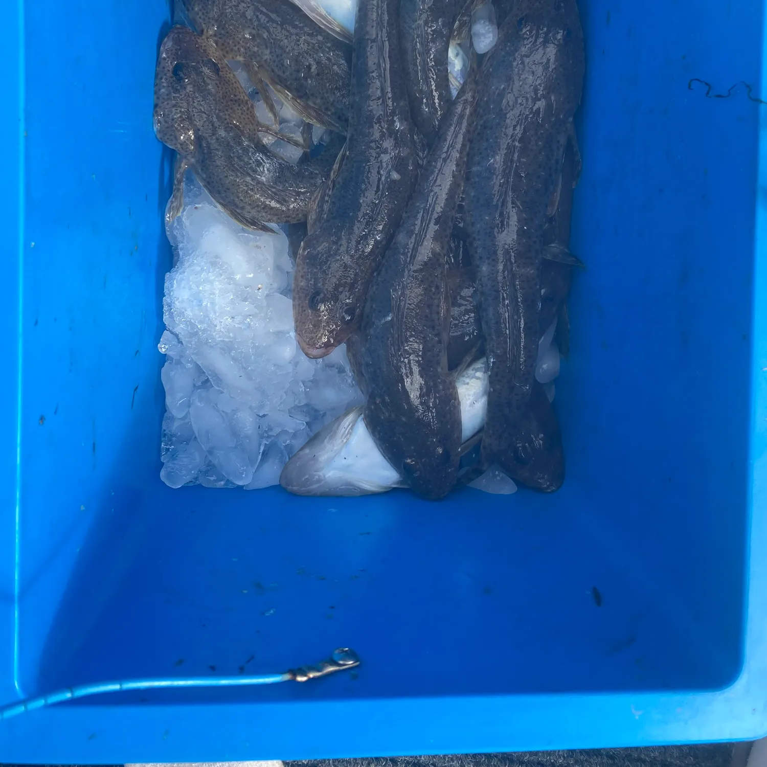 The most recent Sand flathead catches on Fishbrain