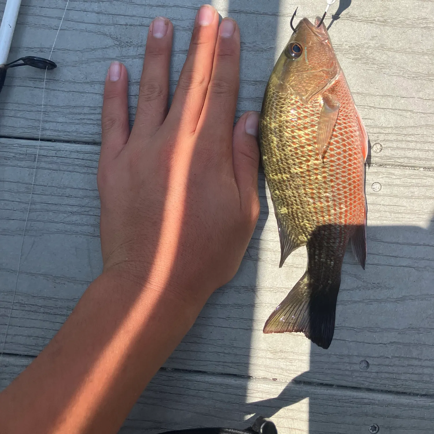Mangrove snapper caught on Fishbrain
