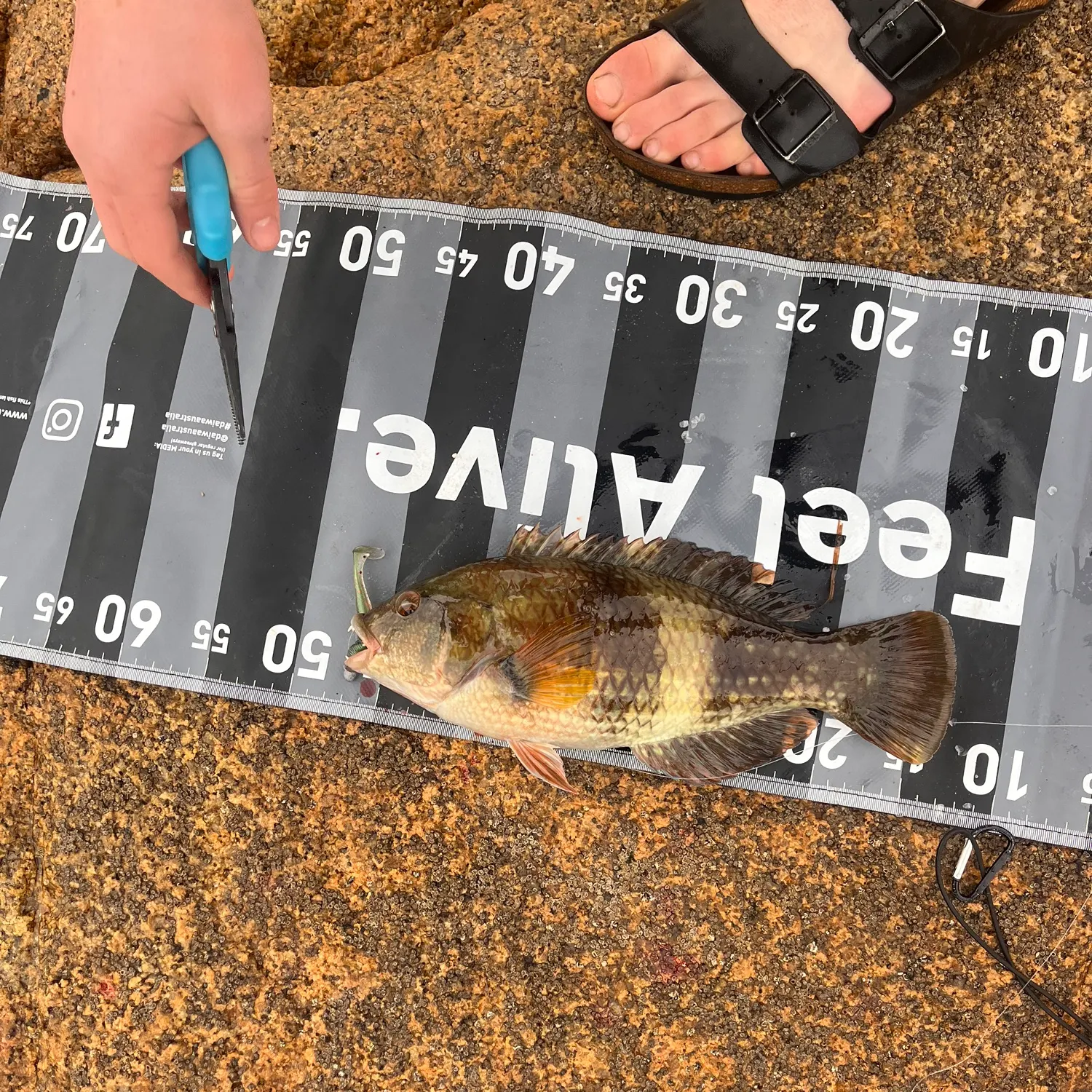 The most recent Blue-throated wrasse catches on Fishbrain