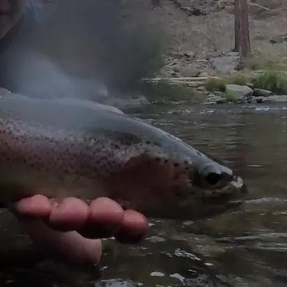 Kern River Rainbow Trout caught on Fishbrain
