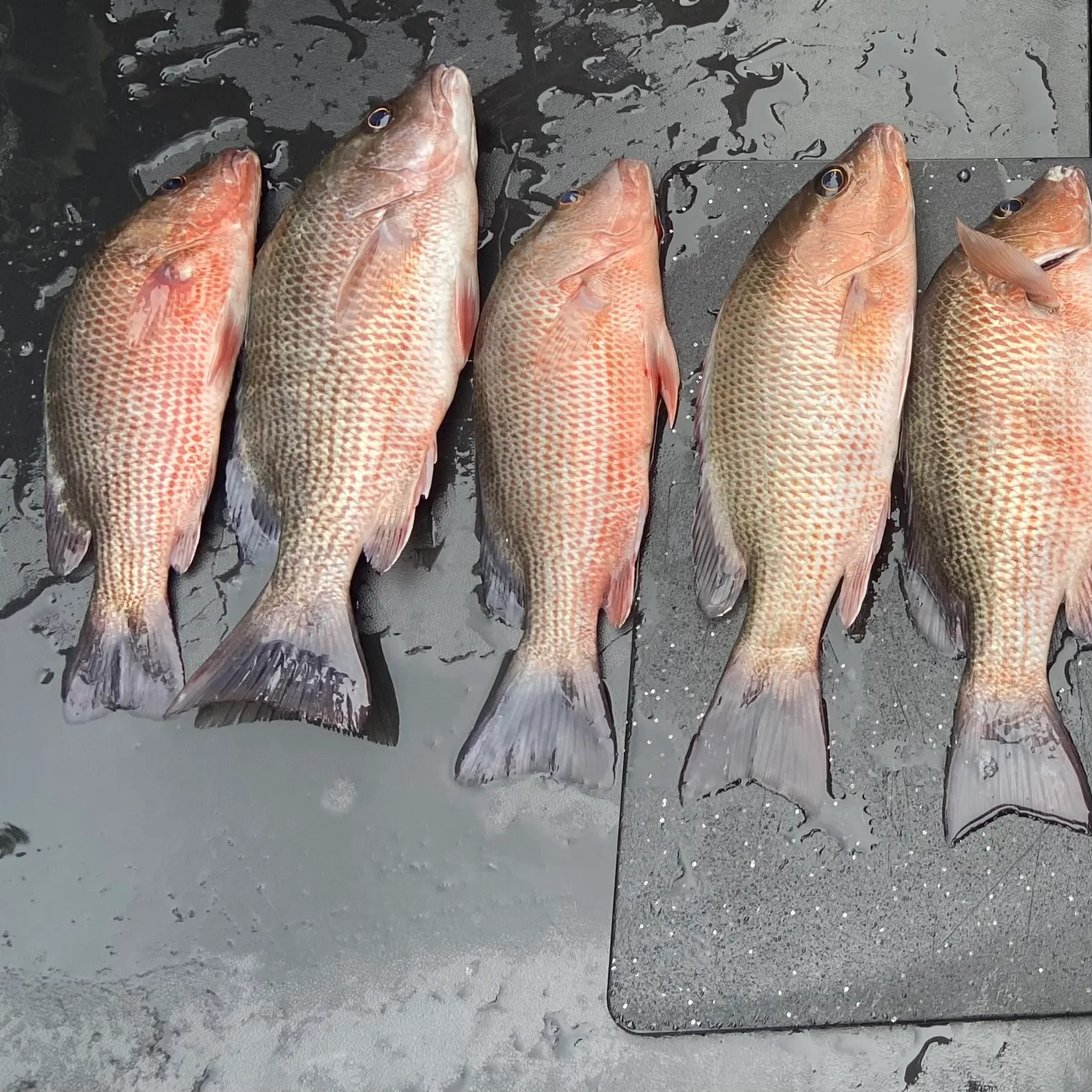 The most recent Mangrove snapper catches on Fishbrain