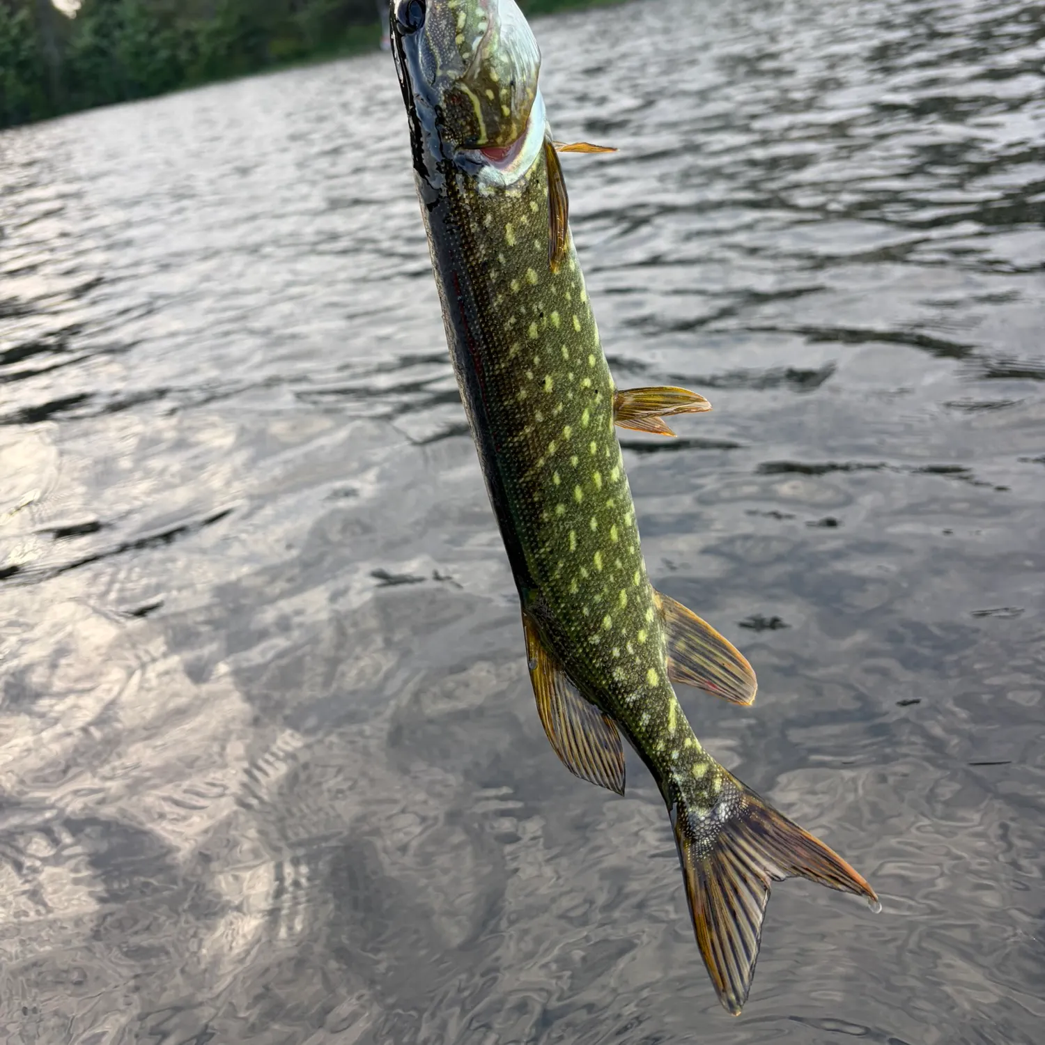 Northern pike caught on Fishbrain
