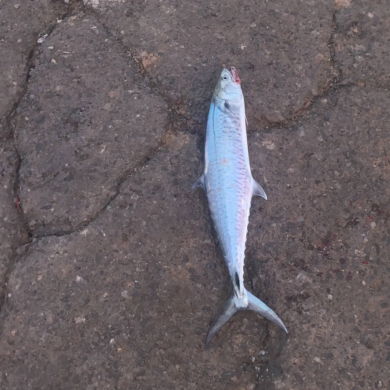 The most recent Narrow-barred Spanish mackerel catches on Fishbrain