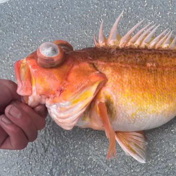 The most recent Greenspotted rockfish catches on Fishbrain