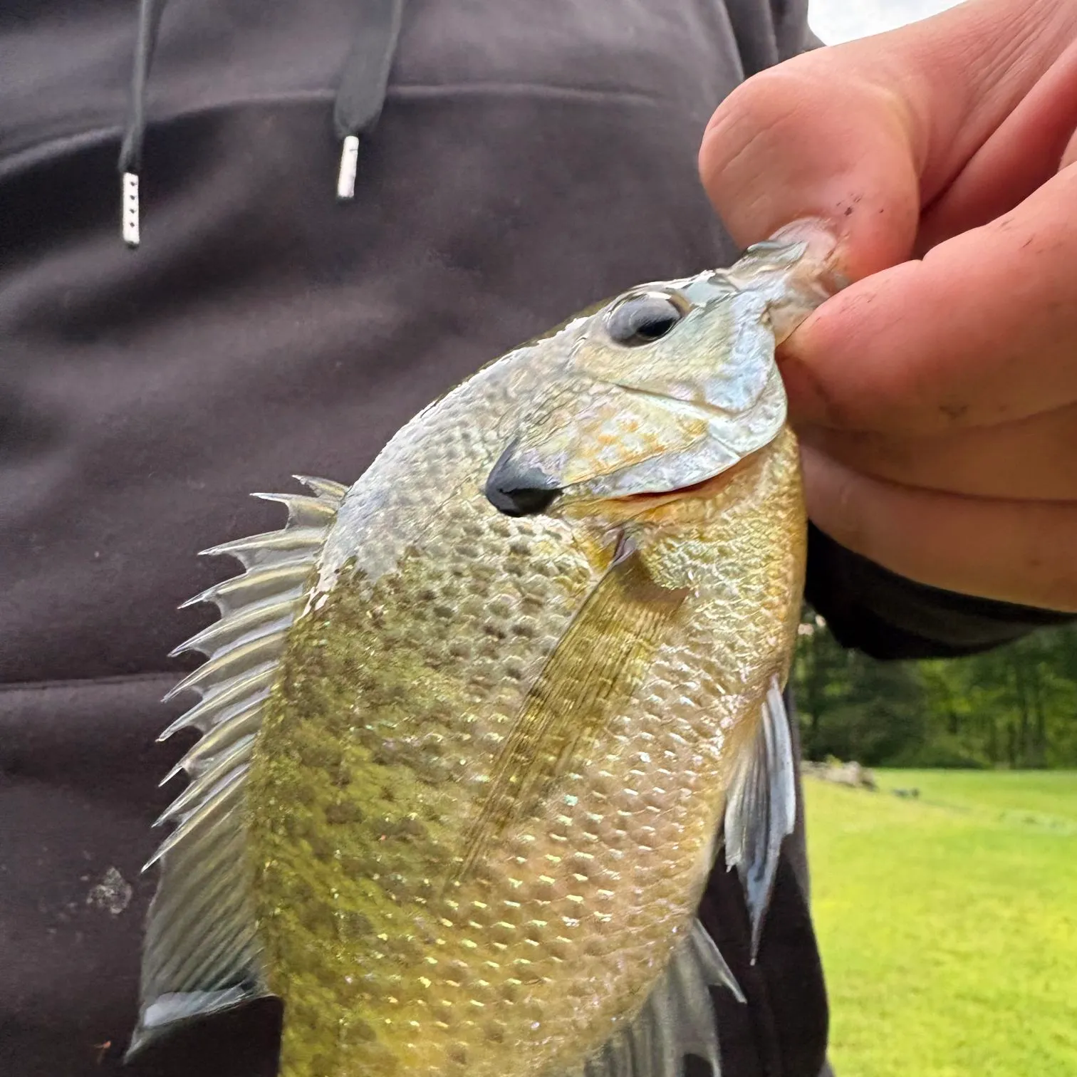 Fish caught on Fishbrain