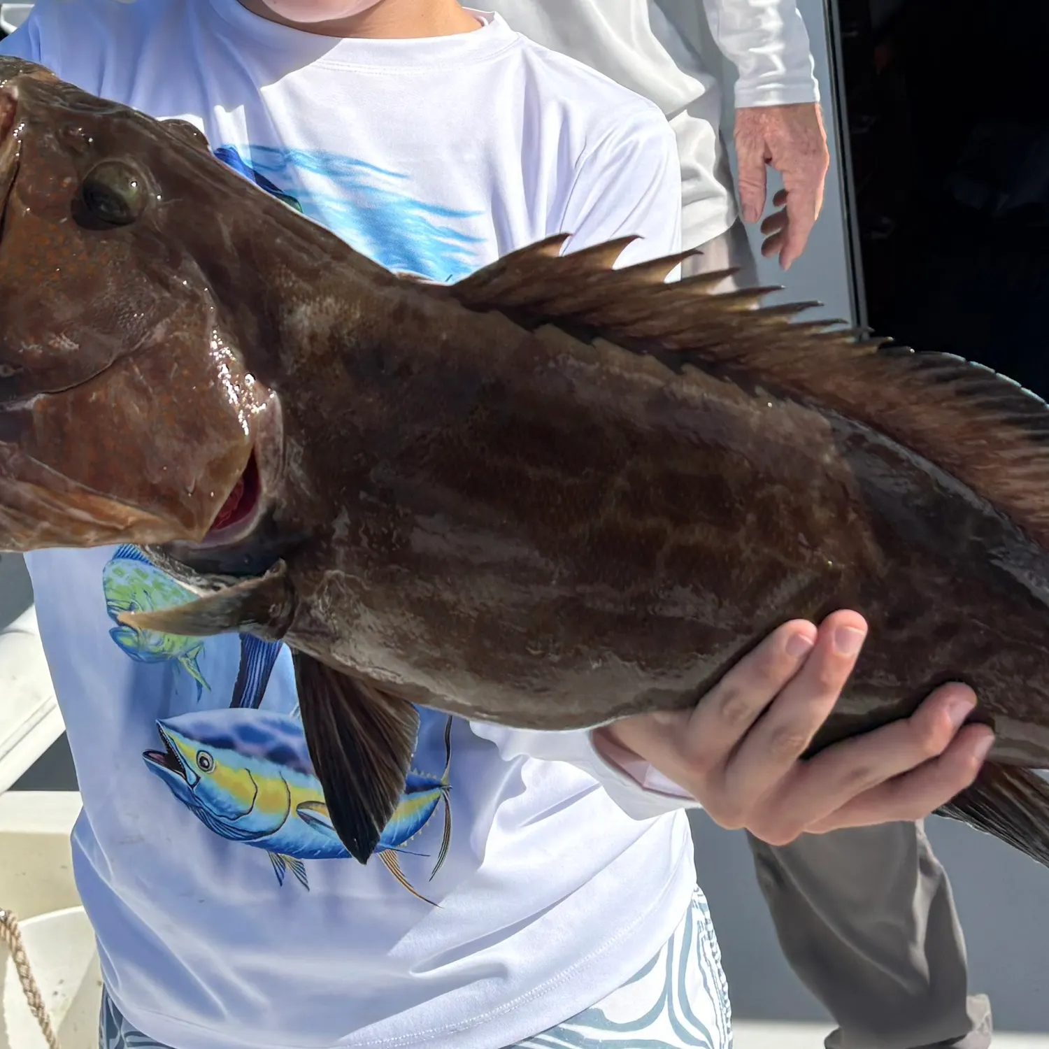The most recent Black grouper catches on Fishbrain