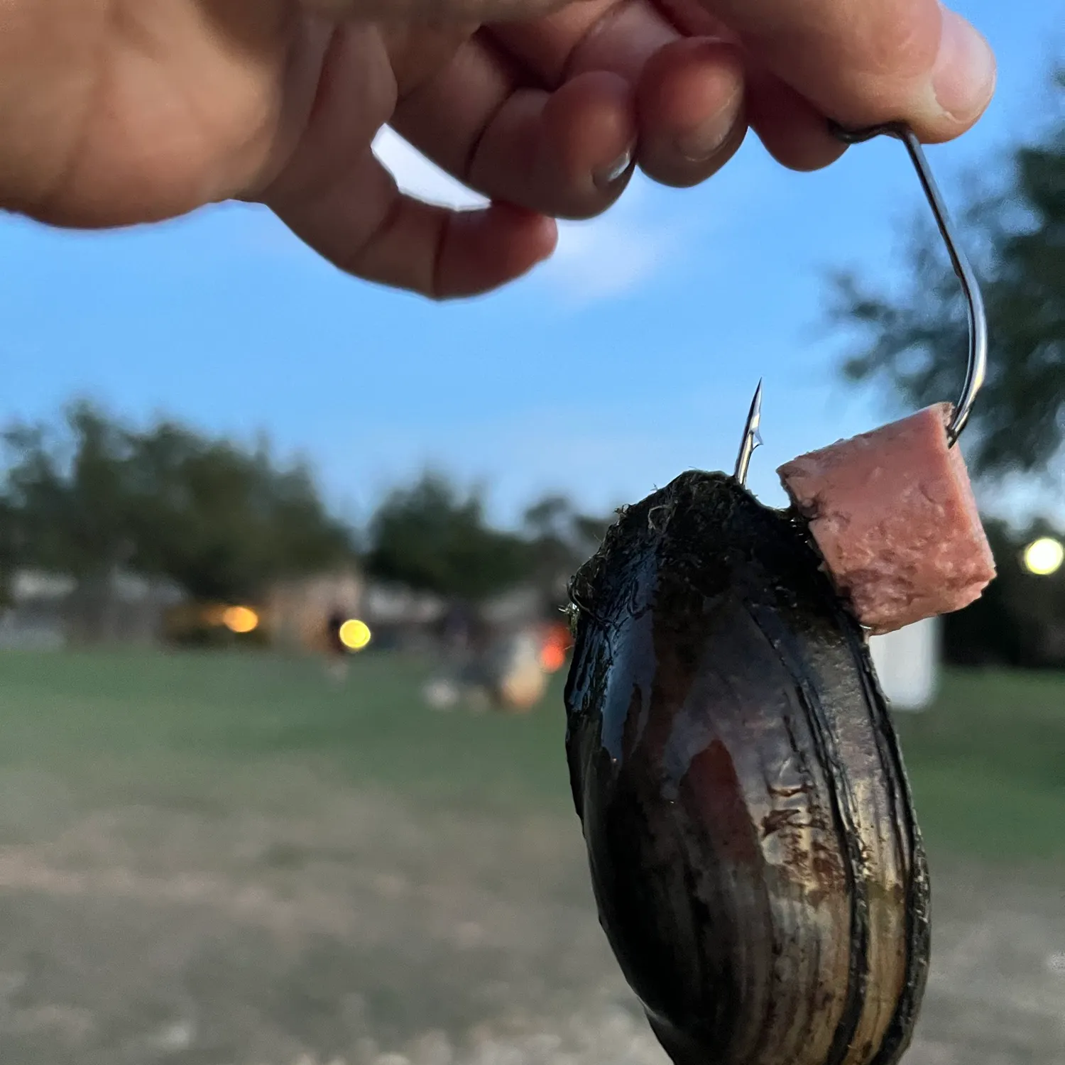 The most recent Asian clam catches on Fishbrain
