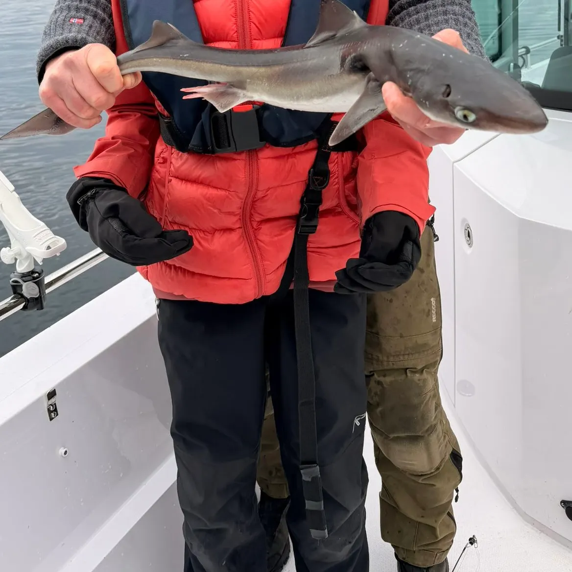 The most recent Northern spiny dogfish catches on Fishbrain
