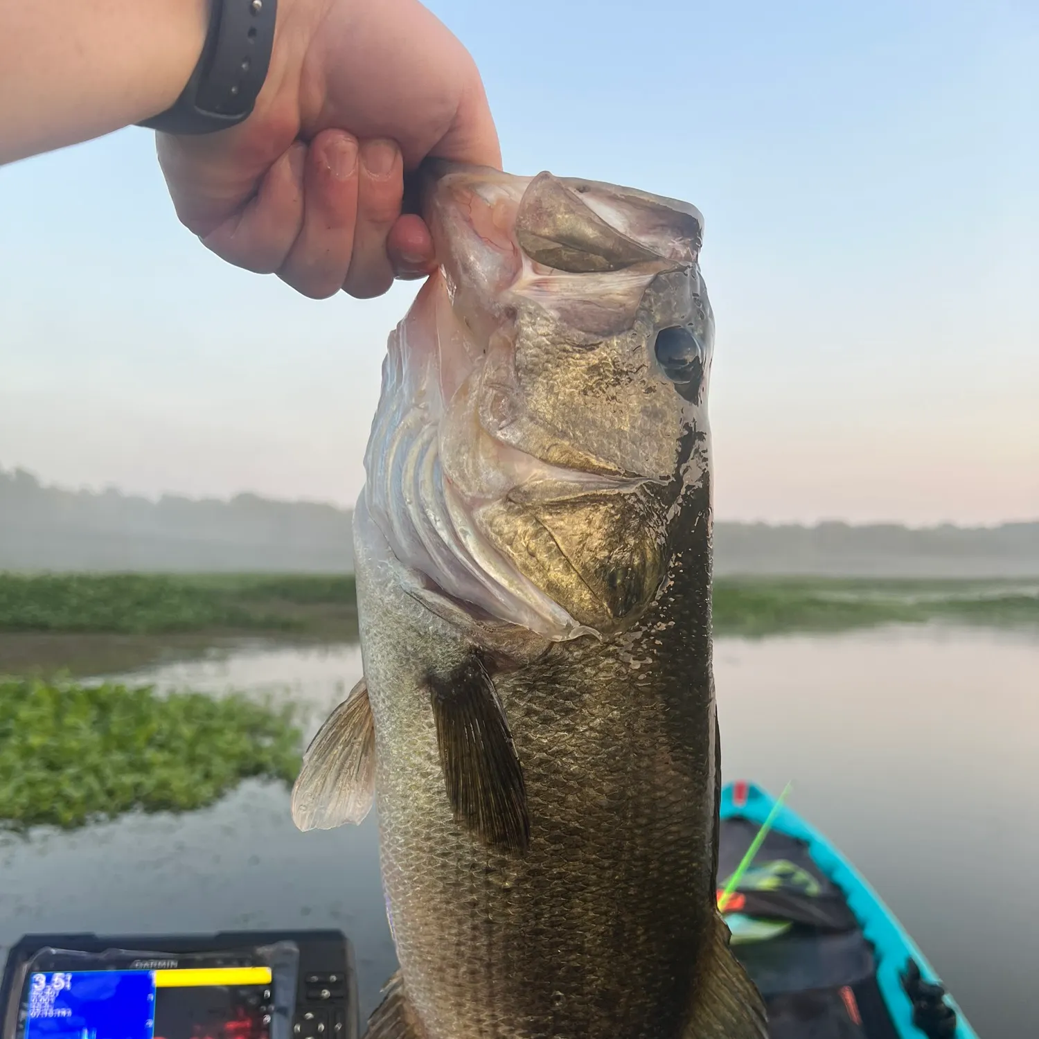 Largemouth bass caught on Fishbrain