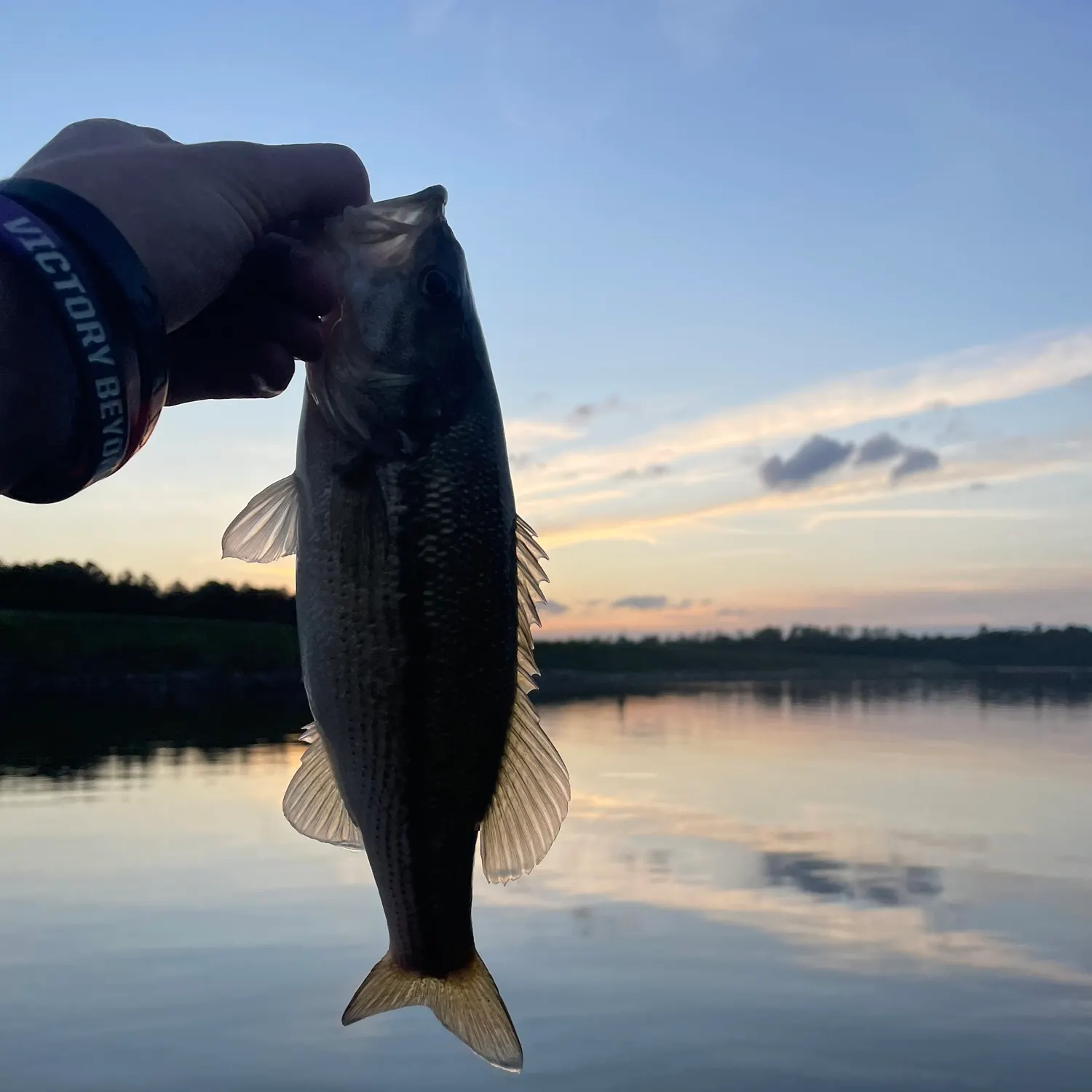 The most recent Spotted bass catches on Fishbrain