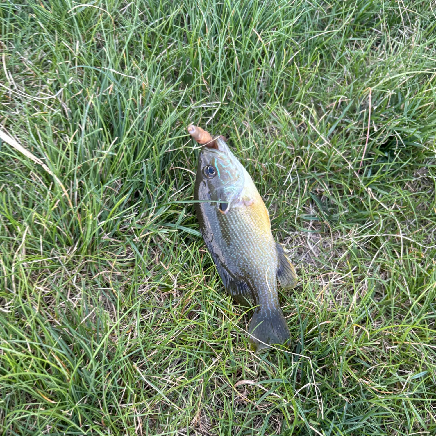 Green sunfish caught on Fishbrain