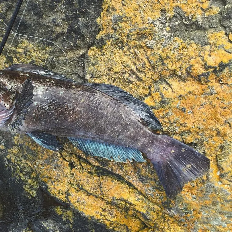 The most recent Kelp greenling catches on Fishbrain