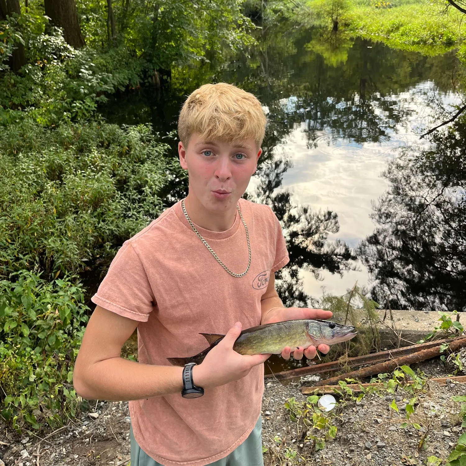 Chain pickerel caught on Fishbrain