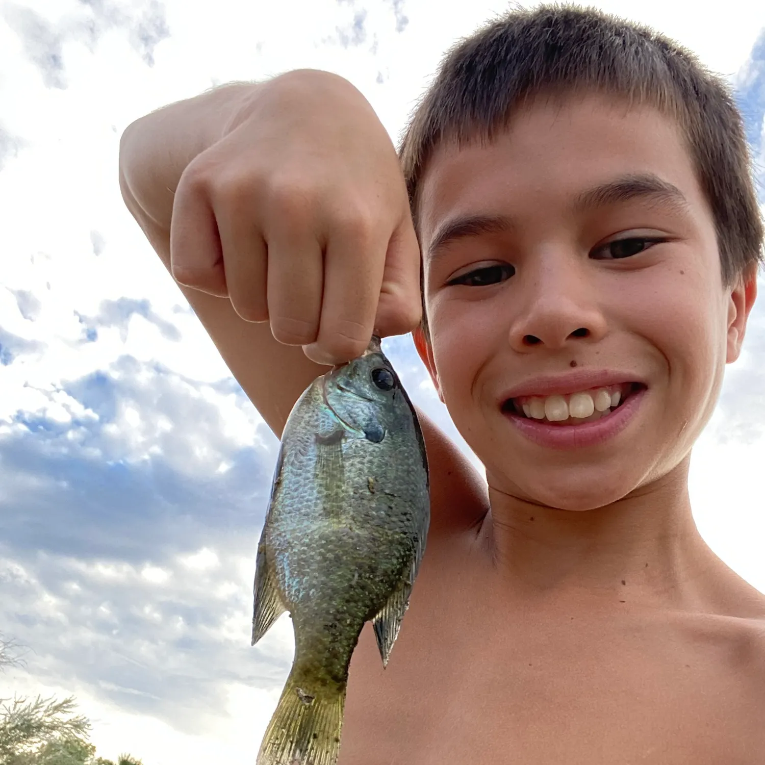 Bluegill caught on Fishbrain