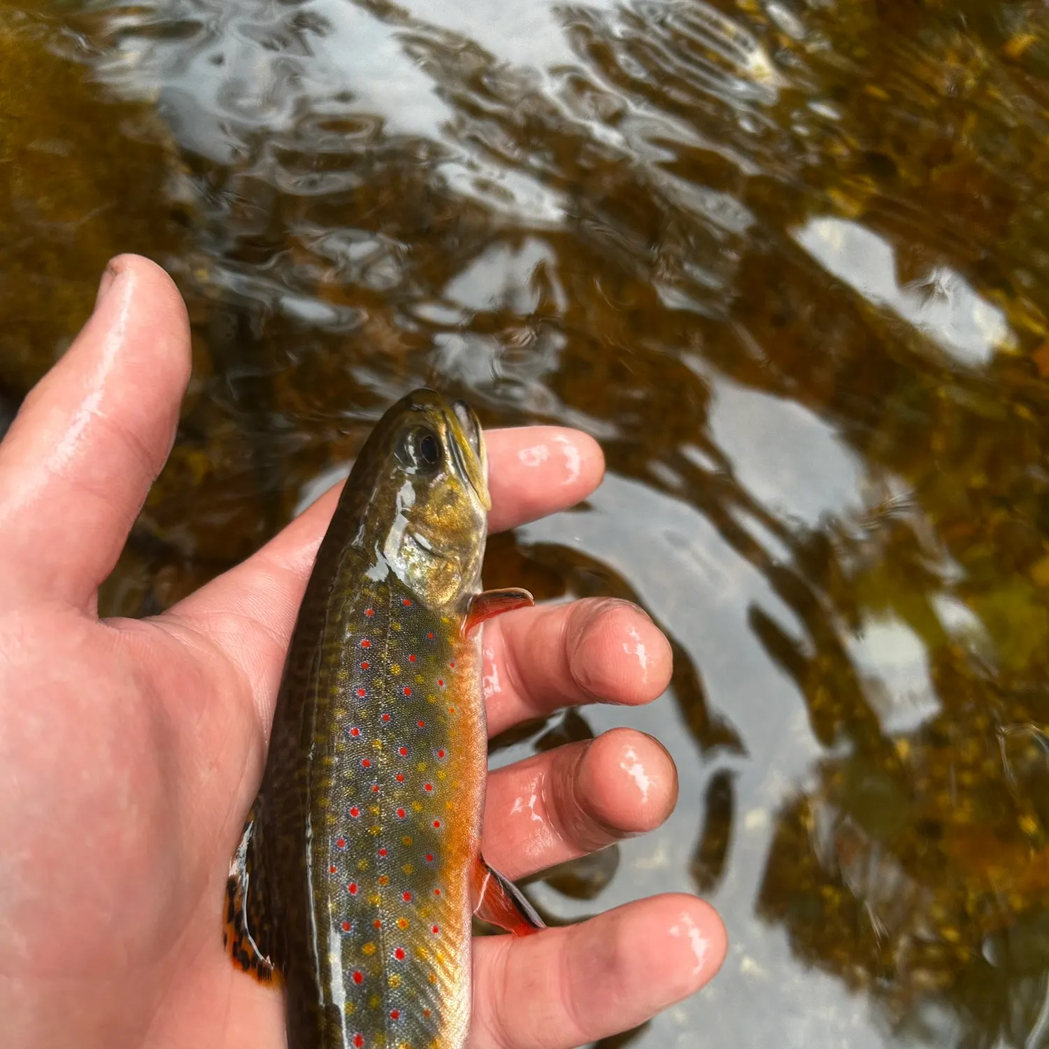 Brook trout caught on Fishbrain