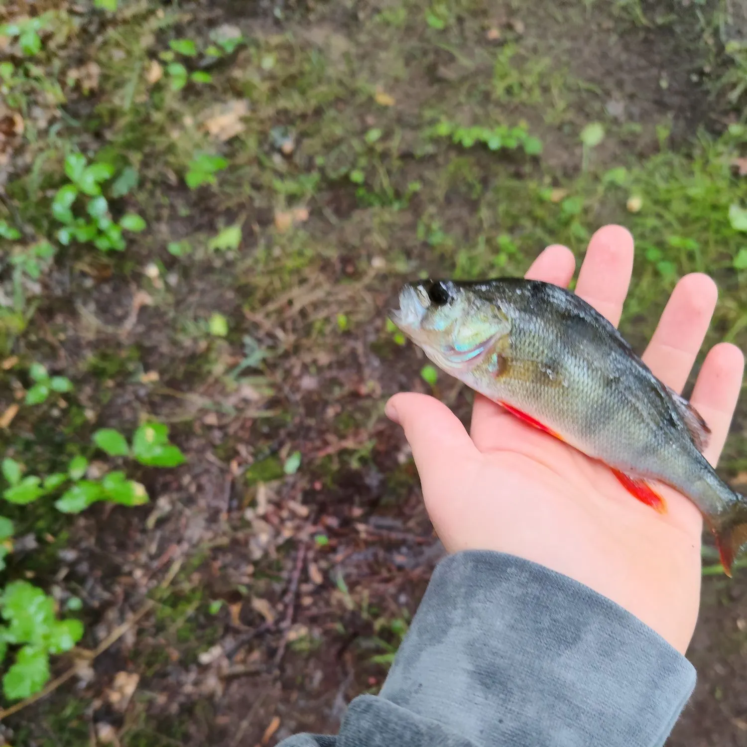 Fish caught on Fishbrain