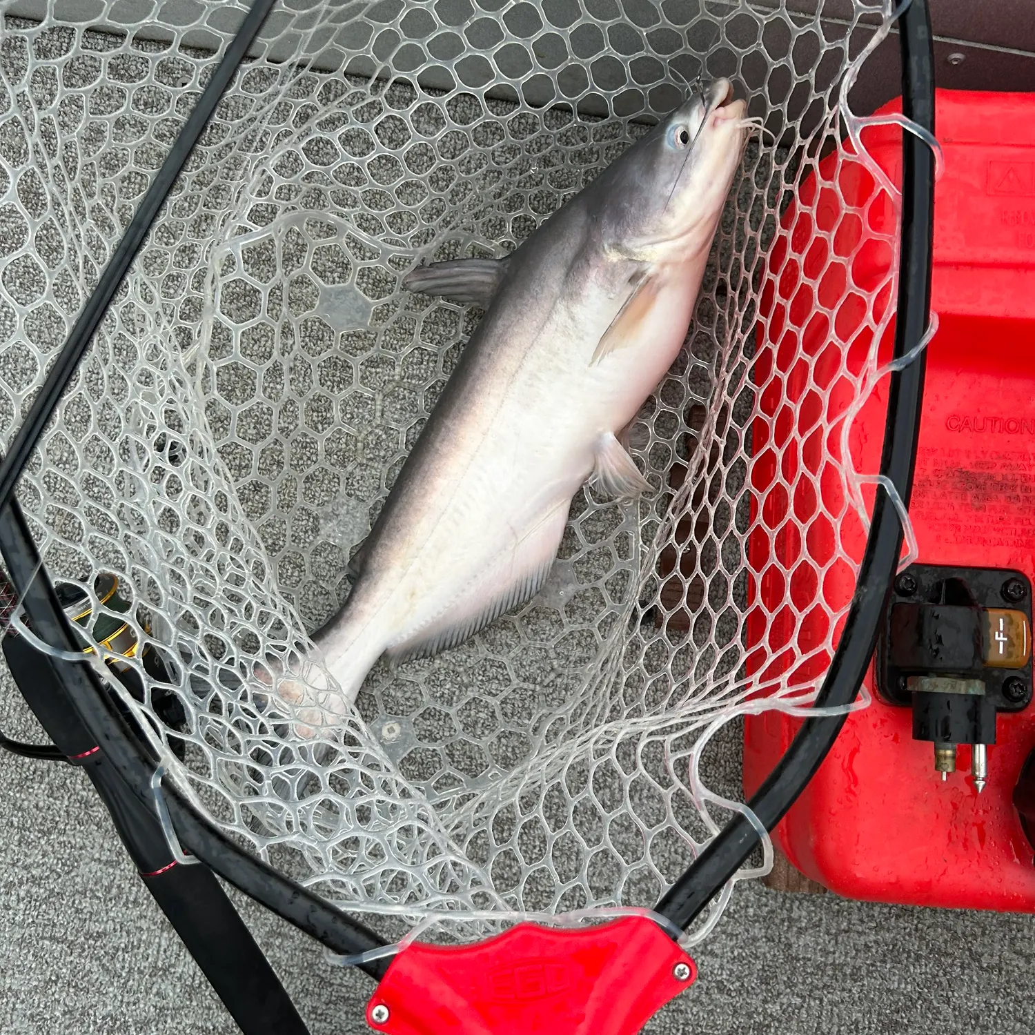 Blue catfish caught on Fishbrain