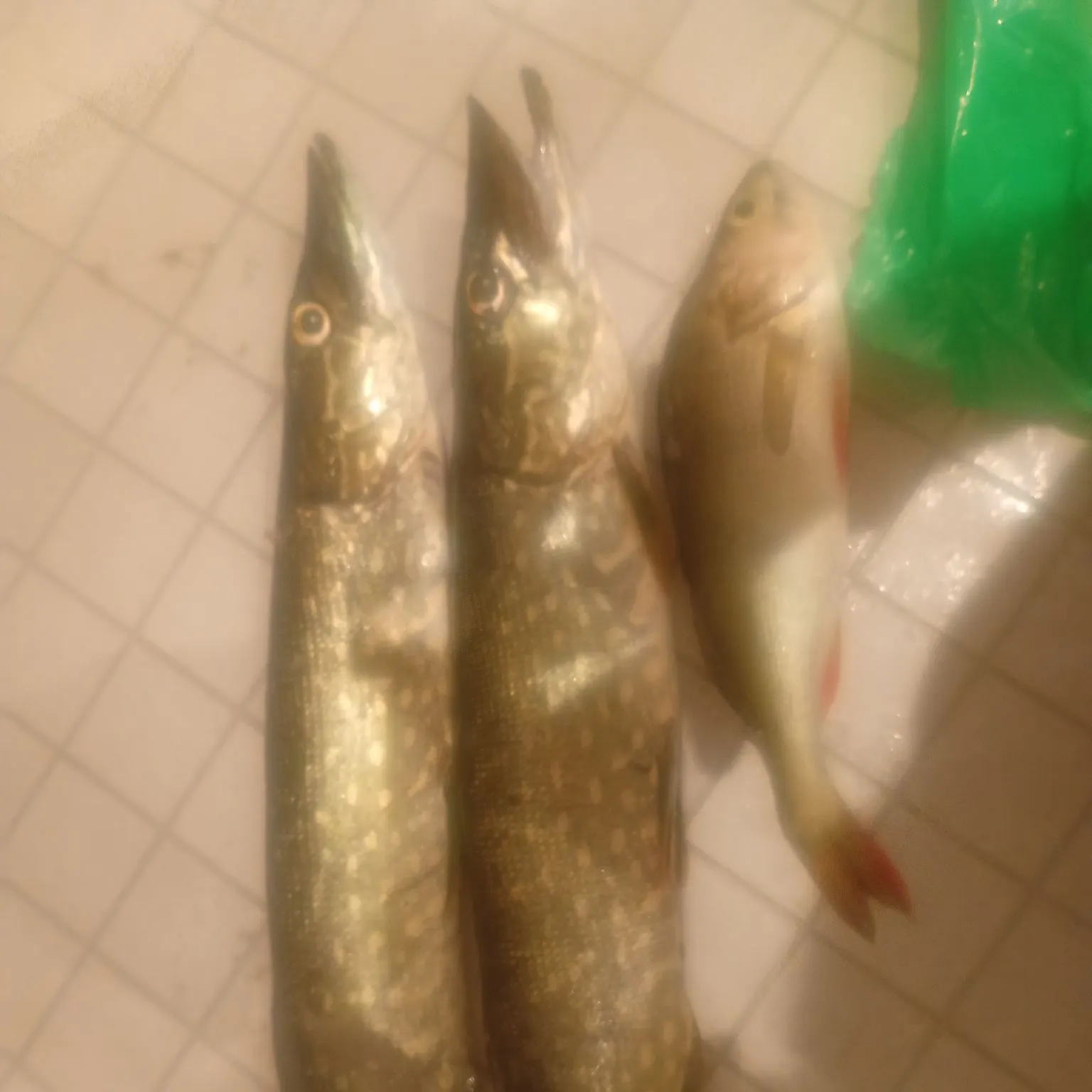 Northern pike caught on Fishbrain
