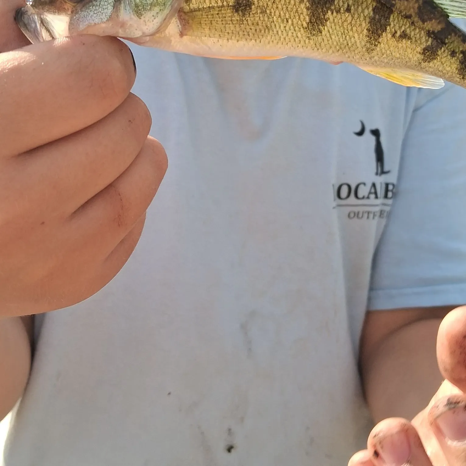 Yellow perch caught on Fishbrain