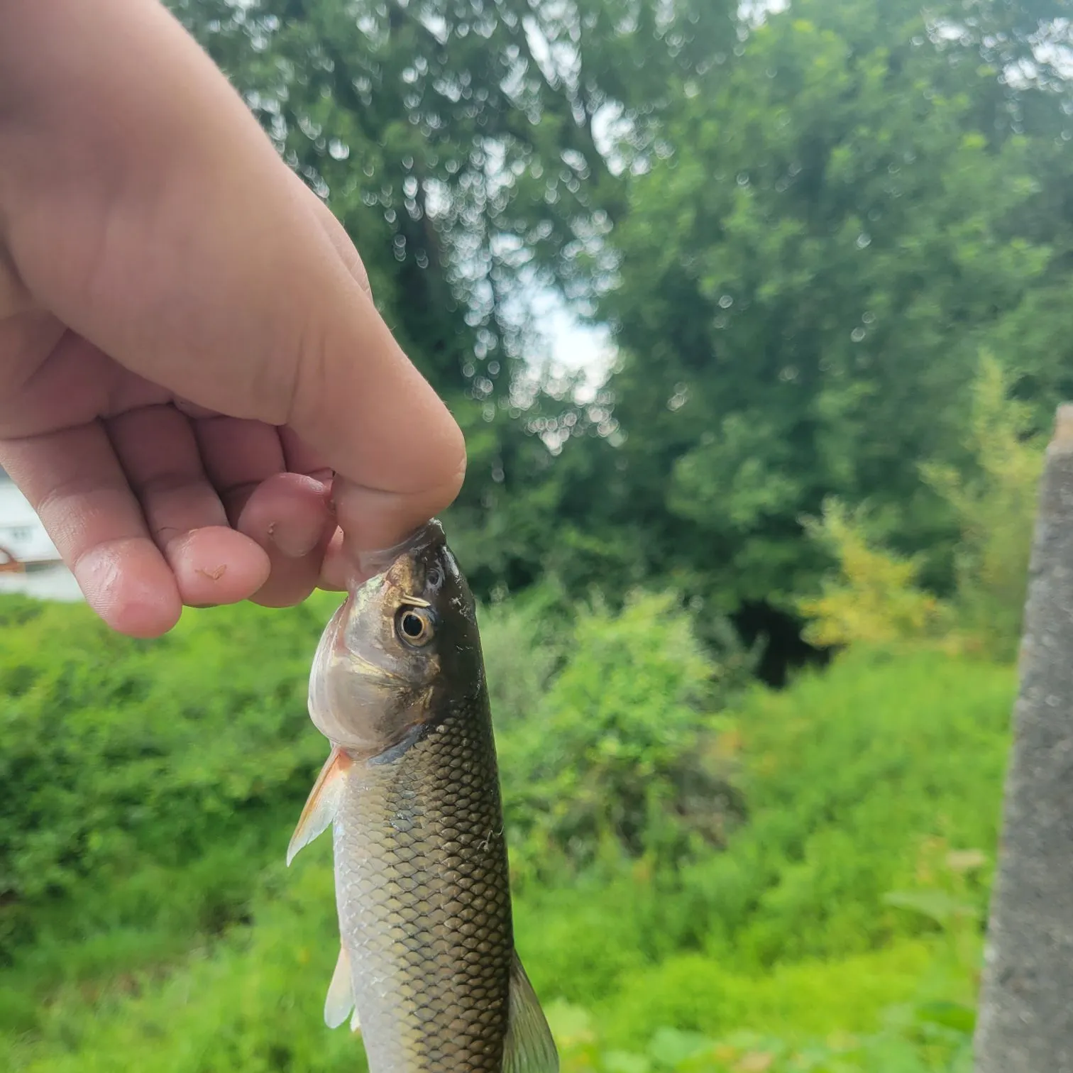 Fallfish caught on Fishbrain