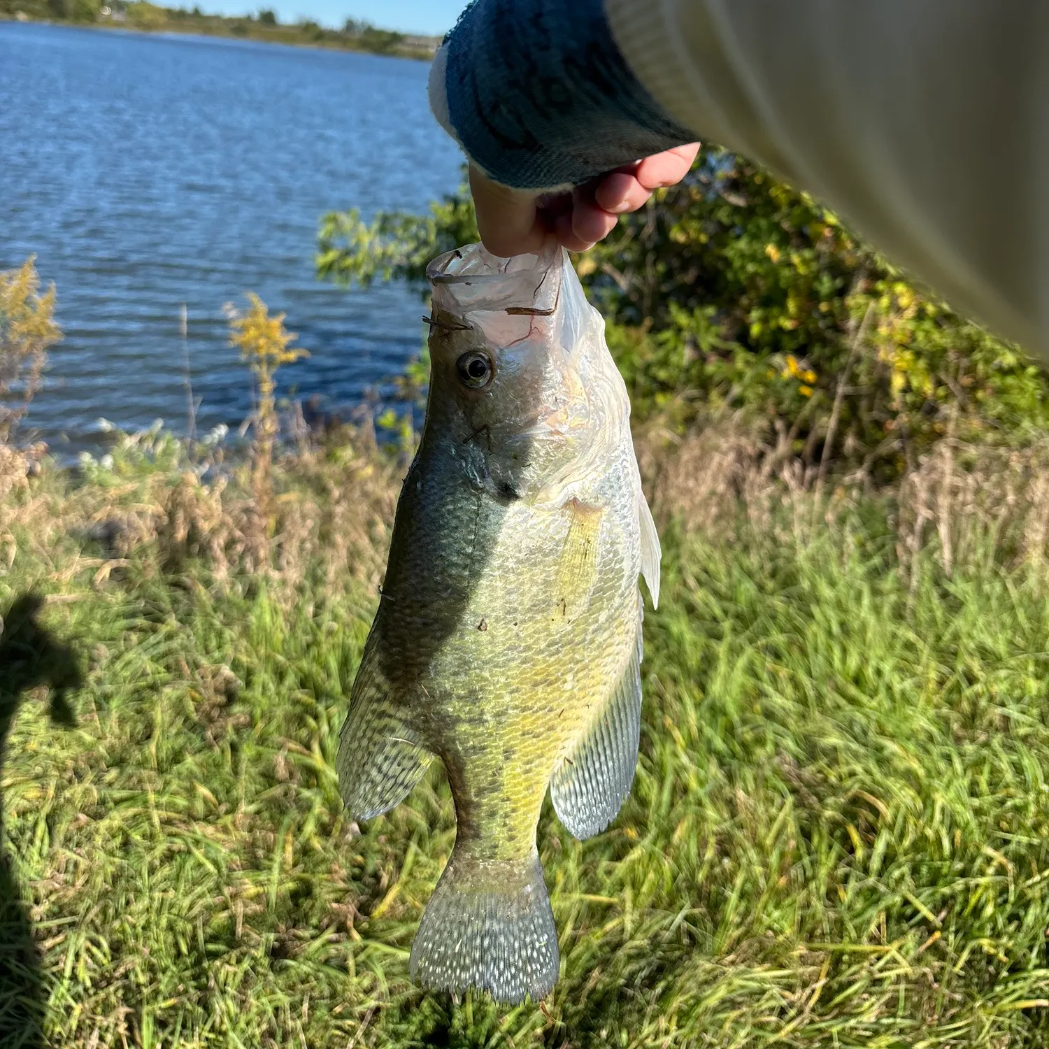 Black crappie caught on Fishbrain