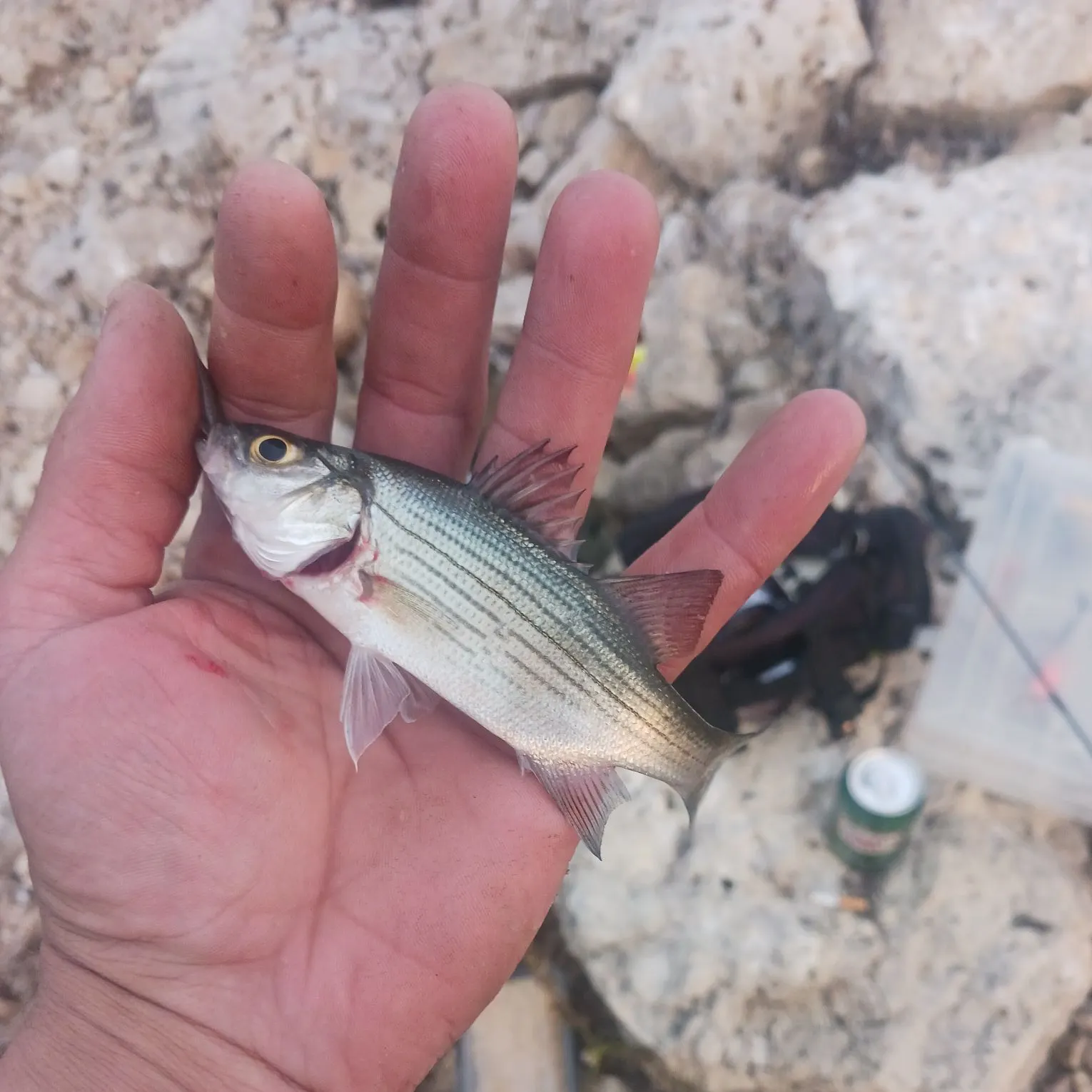 White bass caught on Fishbrain
