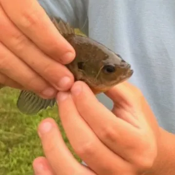 Greengill hybrid caught on Fishbrain