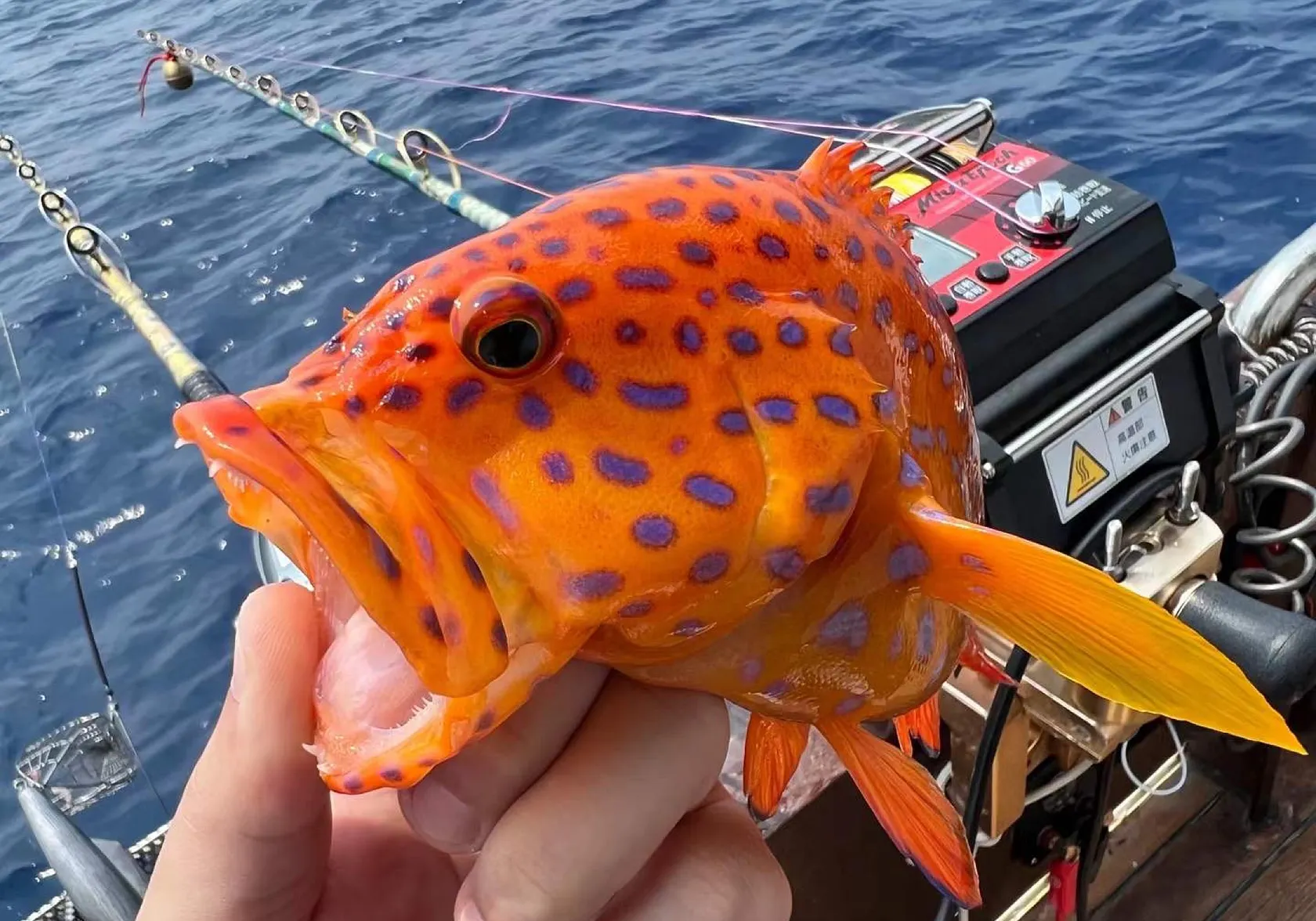 Spotted coralgrouper