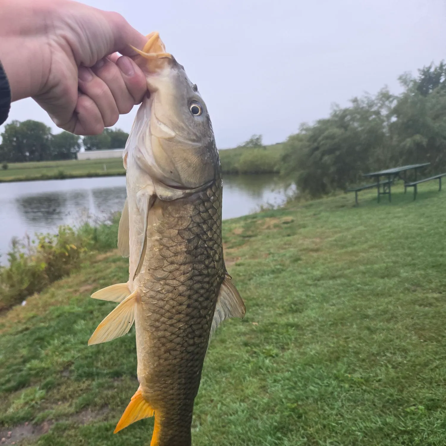Common carp caught on Fishbrain