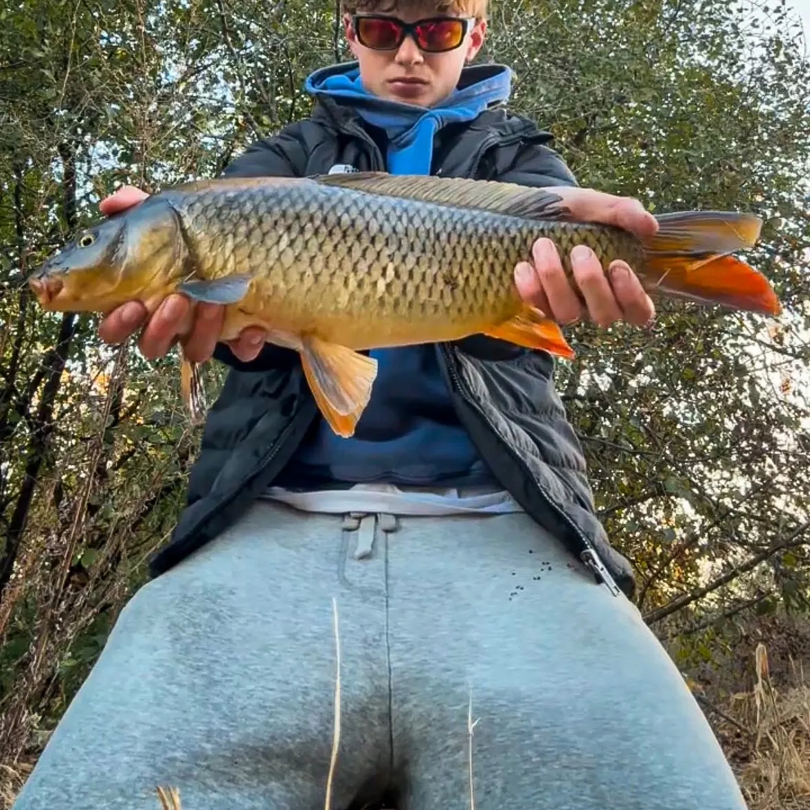 Common carp caught on Fishbrain