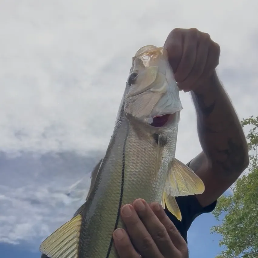 Fat snook caught on Fishbrain