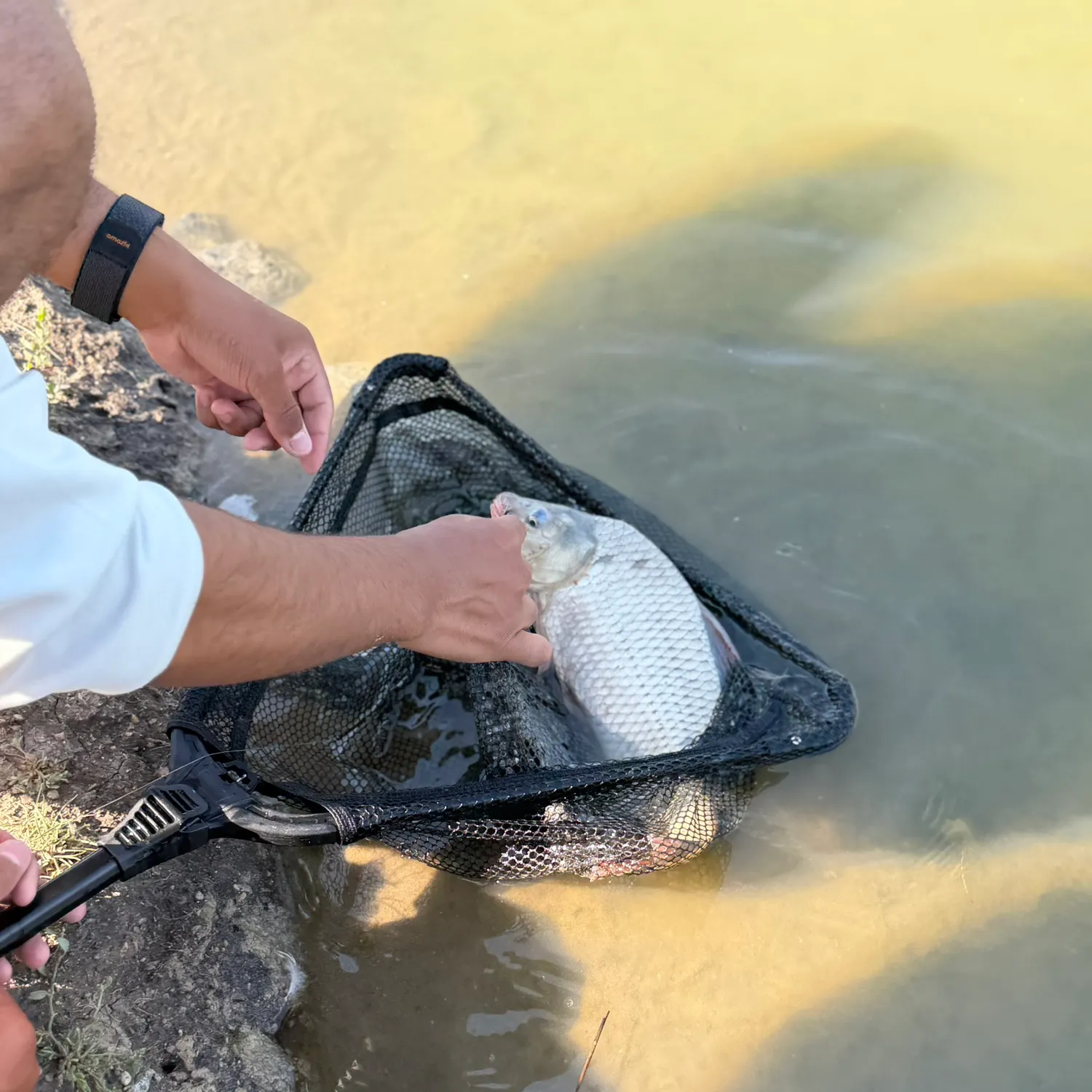 The most recent Ghost carp catches on Fishbrain