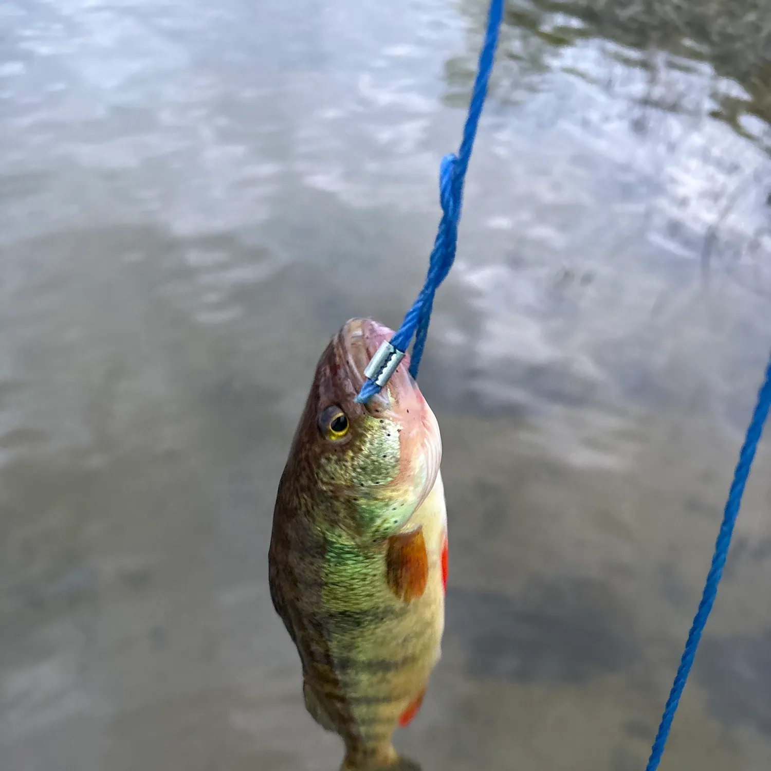angler catch