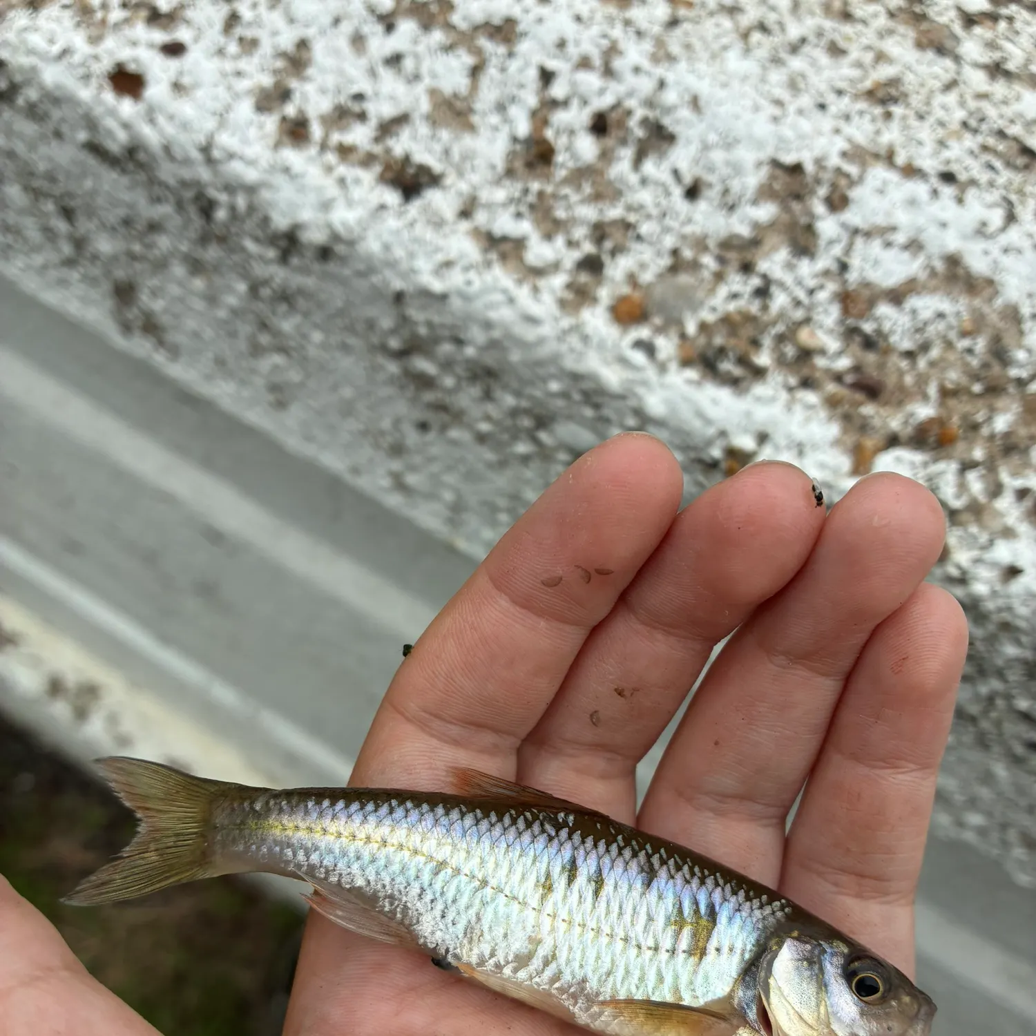 Common shiner caught on Fishbrain
