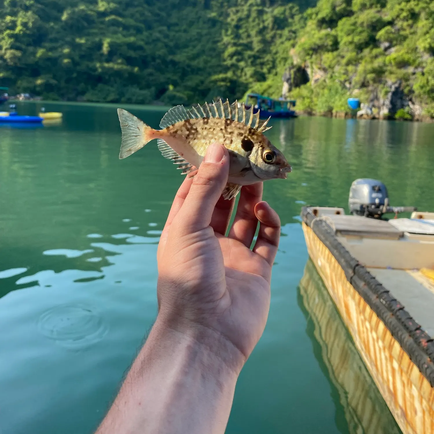 The most recent Mottled spinefoot catches on Fishbrain